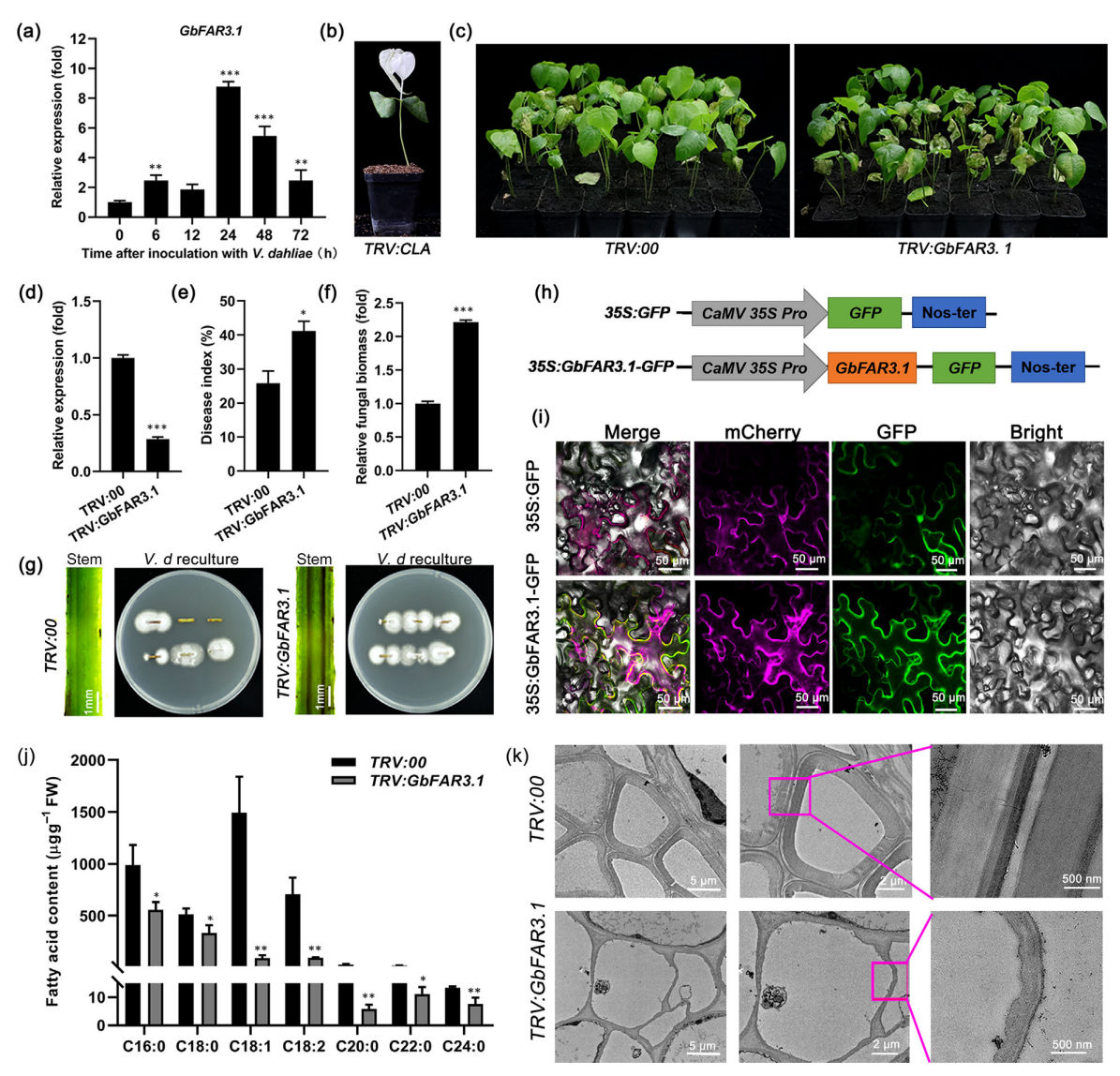 合作文章丨棉花腺体形成基因GbCGF2/3通过调节木栓质生物合成正向调控黄萎病抗性 合作文章丨棉花腺体形成基因GbCGF2/3通过调节木栓质生物合成正向调控黄萎病抗性