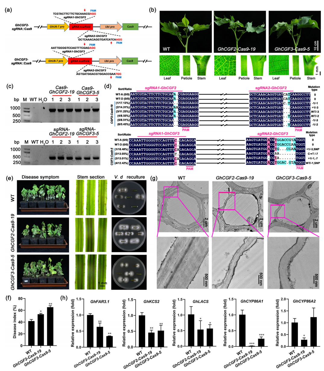合作文章丨棉花腺体形成基因GbCGF2/3通过调节木栓质生物合成正向调控黄萎病抗性 合作文章丨棉花腺体形成基因GbCGF2/3通过调节木栓质生物合成正向调控黄萎病抗性